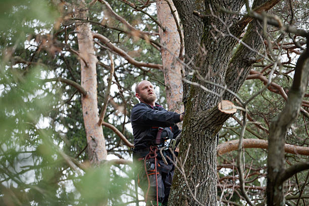 Professional Tree Care in Shorewood Hills, WI