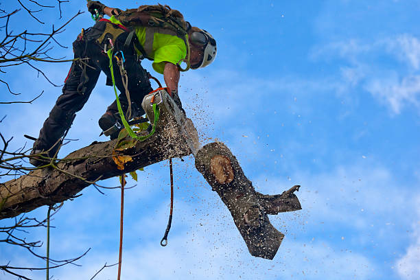 How Our Tree Care Process Works  in  Shorewood Hills, WI